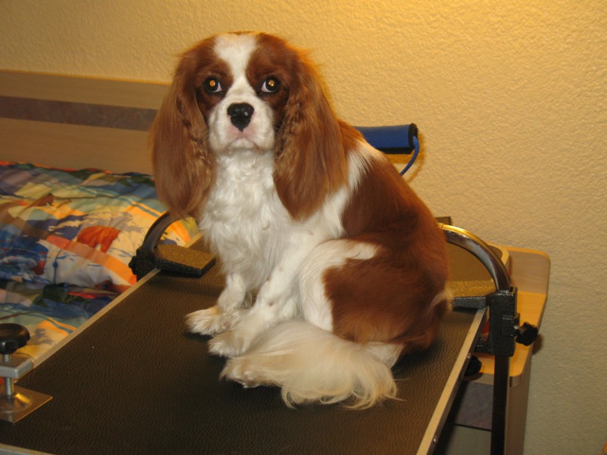 White and brown AKC Camdem Cavalier King Charles Spaniel Cavalier King Charles Spaniel