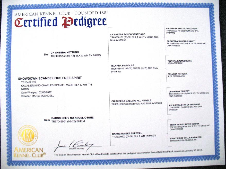 Certified Pedigree - Cavalier King Charles Spaniel Reggie