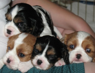 A litter of Cavalier King Charles Spaniels