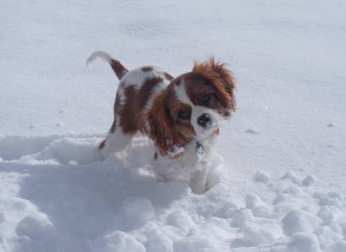 Cavalier King Charles Spaniel Playing in the snow for the first time