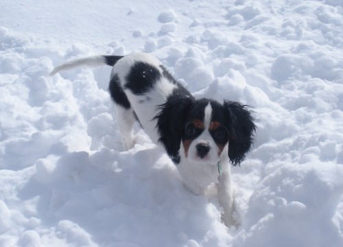 Cavalier King Charles Spaniel in the Snow