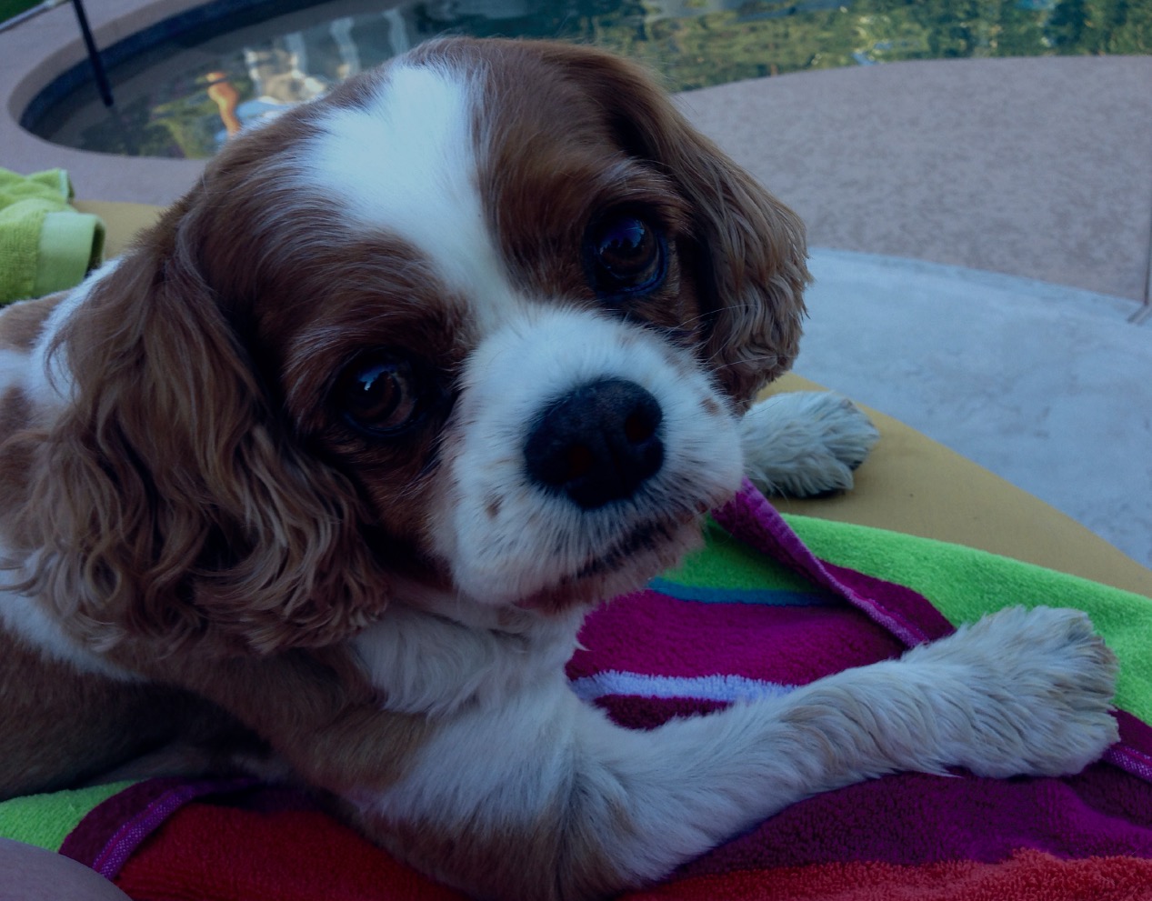Scout - Cavalier King Charles Spaniel