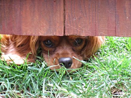 Cavalier King Charles Spaniel Hiding under the fence
